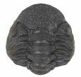 Morocops Trilobite Fossil - Rock Removed #55874-3